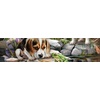 image:imageCeaco  Tom Wood  Baby Beagle Brothers  300 Oversized Piece Jigsaw Puzzle