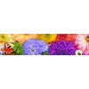 image:imageCeaco Flower Spectrum 300 PC Puzzle